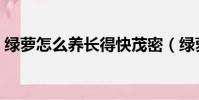綠蘿怎么養(yǎng)長得快茂密(綠蘿怎么養(yǎng)長得快)