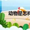 動(dòng)物是怎樣睡覺（動(dòng)物是怎么睡覺的）
