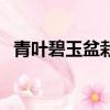 青葉碧玉盆栽植物的養(yǎng)殖方法（青葉碧玉）