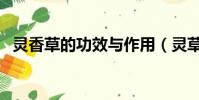 靈香草的功效與作用(靈草的功效與作用)