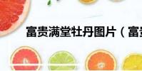 富貴滿堂牡丹圖片(富貴滿堂牡丹)