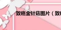 致癌金針菇圖片(致癌金針菇)