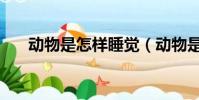 動(dòng)物是怎樣睡覺(動(dòng)物是怎么睡覺的)