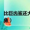 比巨齒鯊還大的鯊魚名字（比巨齒鯊還大的鯊魚）