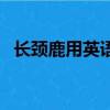 長頸鹿用英語怎么說（鱷魚用英語怎么說）
