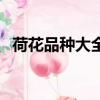 荷花品種大全及圖片欣賞（荷花品種大全）
