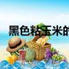 黑色粘玉米的營養(yǎng)價值（玉米的營養(yǎng)價值）