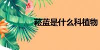 菘藍(lán)是什么科植物(菘藍(lán))