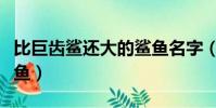 比巨齒鯊還大的鯊魚名字(比巨齒鯊還大的鯊魚)