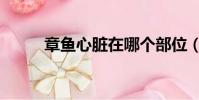 章魚(yú)心臟在哪個(gè)部位(章魚(yú)心臟)