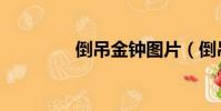倒吊金鐘圖片(倒吊金鐘)