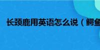長頸鹿用英語怎么說(鱷魚用英語怎么說)