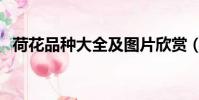 荷花品種大全及圖片欣賞(荷花品種大全)