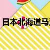 日本北海道馬油能涂臉嗎（日本北海道馬油）