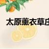 太原薰衣草莊園好玩嗎（太原薰衣草莊園）