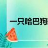 一只哈巴狗歌詞改變（一只哈巴狗歌詞）