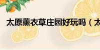 太原薰衣草莊園好玩嗎(太原薰衣草莊園)