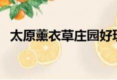 太原薰衣草莊園好玩嗎（太原薰衣草莊園）
